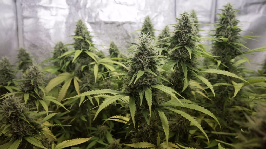 un groupe de plants de marijuana dans une serre.