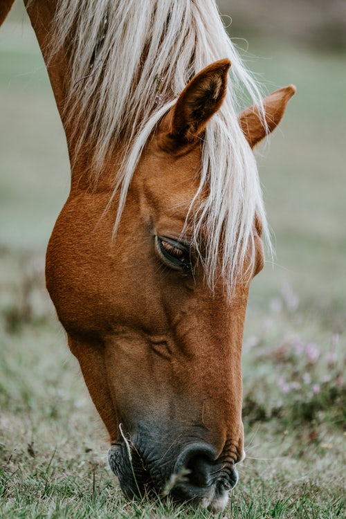un gros plan d'un cheval broutant sur l'herbe.